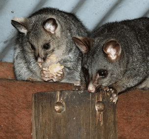 Pemberton  Forrest Cottages  - Accommodation Burleigh 4