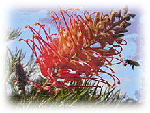 Mimosa Hill Wildflower Farm Cottages - Accommodation Burleigh 1