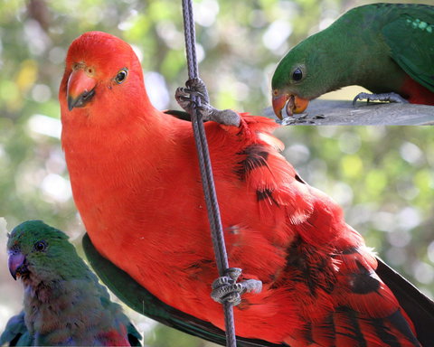 Goldsmith's In The Forest - Accommodation Burleigh 2