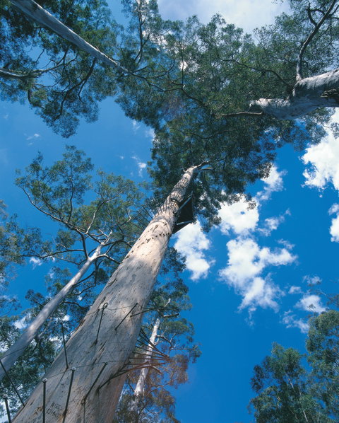 Drafty's Camp At Warren National Park - Accommodation Burleigh 2