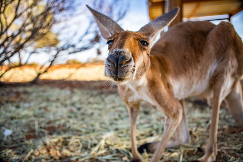 Erldunda Roadhouse - Accommodation Burleigh 2