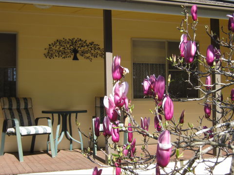 Figtree Cottage - Accommodation Burleigh 1
