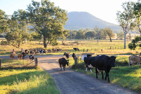 Tommerups Dairy Farmstay - Accommodation Burleigh 0