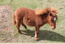 Adriana's Bed & Breakfast Country Retreat - Accommodation Burleigh 2