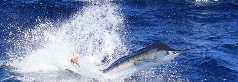 True Blue Fishing Charters - Accommodation Burleigh 6
