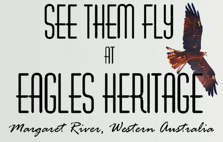 Eagles Heritage Raptor Wildlife Centre - Accommodation Burleigh
