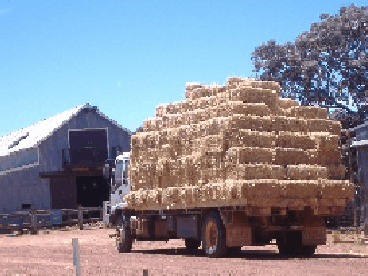 Avondale Discovery Farm - Accommodation Burleigh 1
