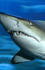The Aquarium Of Western Australia - Accommodation Burleigh 2