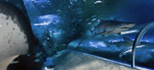 The Aquarium Of Western Australia - Accommodation Burleigh 3