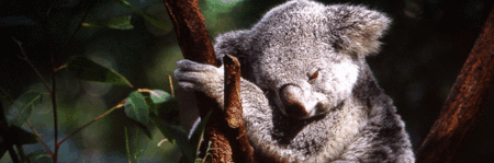 Koala And River Cruise By Mirimar Cruises - thumb 0