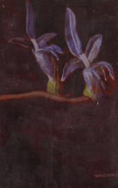 Red Hill Galleries - Accommodation Burleigh 2
