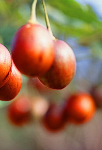  Accommodation Burleigh