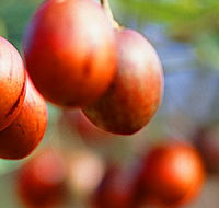 Tropical Fruit World - Accommodation Burleigh