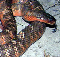 Armadale Reptile  Wildlife Centre - Accommodation Burleigh