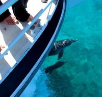 Pelican Charters - Accommodation Burleigh