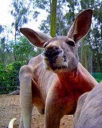 Birdland Animal Park - Accommodation Burleigh 3