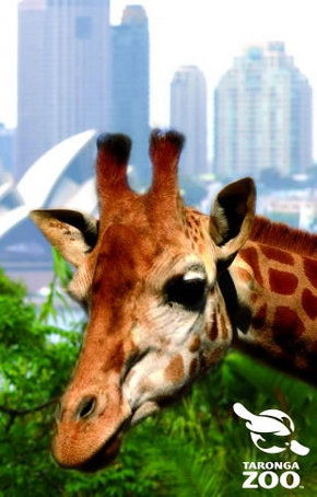 Taronga Zoo - Accommodation Burleigh 3