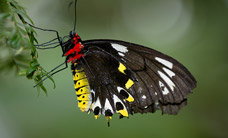 Melbourne Zoo - Accommodation Burleigh 2