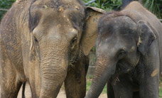 Melbourne Zoo - Accommodation Burleigh 3