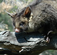Moonlit Sanctuary Wildlife Conservation Park - Accommodation Burleigh
