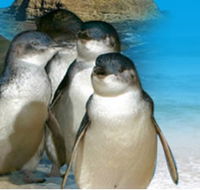 Phillip Island Penguin Parade - Accommodation Burleigh