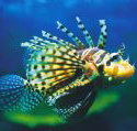 Underwater World - Accommodation Burleigh