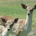 Marapana Wildlife Park - Accommodation Burleigh 0