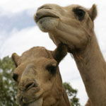 Marapana Wildlife Park - Accommodation Burleigh 3