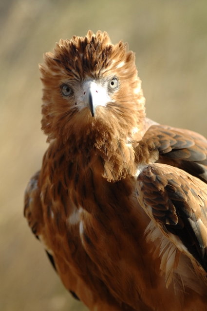 Alice Springs NT Accommodation Burleigh