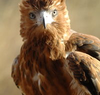 Alice Springs Desert Park - Accommodation Burleigh