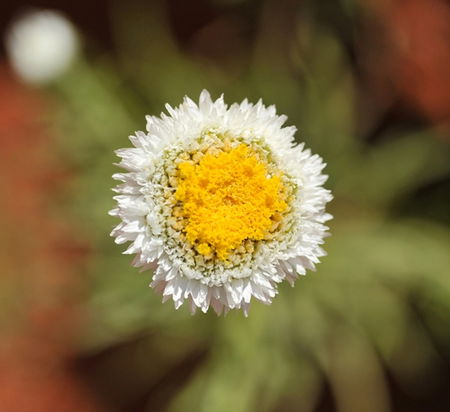 Alice Springs Desert Park - Accommodation Burleigh 1