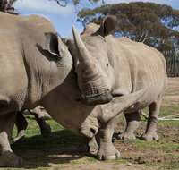 Monarto Zoo - Accommodation Burleigh