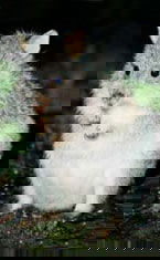 Warrawong Wildlife Park - Accommodation Burleigh 1