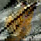 Warrawong Wildlife Park - Accommodation Burleigh 2