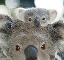 Billabong Koala and Wildlife Park - Accommodation Burleigh