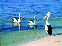 Noosa Everglades Discovery - Accommodation Burleigh 2