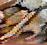 Alice Springs Reptile Centre - Accommodation Burleigh