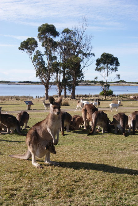 East Coast Natureworld - Accommodation Burleigh 1