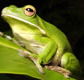 The Rainforest Habitat - Accommodation Burleigh
