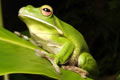 The Rainforest Habitat - Accommodation Burleigh 0