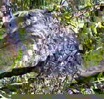 Koala Conservation Centre - Accommodation Burleigh