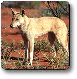 Uluru - Kata Tjuta National Park - Accommodation Burleigh 3