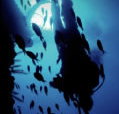 Scuba World - Accommodation Burleigh