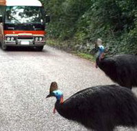 Kookaburra Tours - Accommodation Burleigh