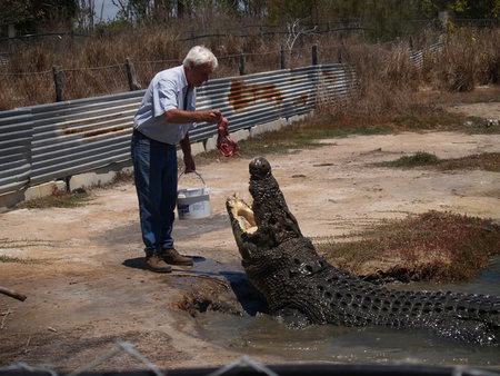 Koorana Saltwater Crocodile Farm - Accommodation Burleigh 1