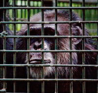 Rockhampton Zoo - Accommodation Burleigh