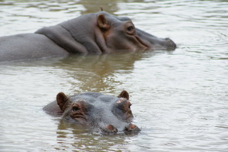 Cairns Wildlife Safari Reserve - Accommodation Burleigh 2