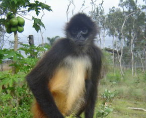 Cairns Wildlife Safari Reserve - Accommodation Burleigh 3