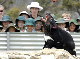 Tasmania Zoo - Accommodation Burleigh 0