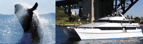 Prestige Harbour Cruises - Accommodation Burleigh 3